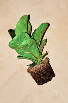 Home plant with roots