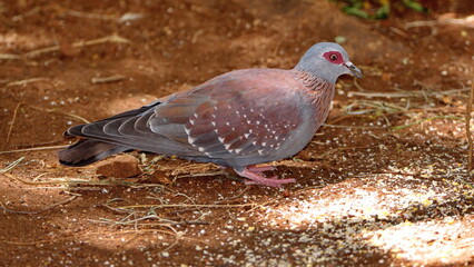 Speckled pigeon (Columba guinea) on the ground eating bird seed in a backyard in Pretoria, South Africa