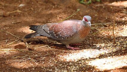 Obraz premium Speckled pigeon (Columba guinea) on the ground eating bird seed in a backyard in Pretoria, South Africa