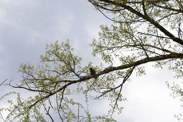 Crow sitting on a branch looking into the distance