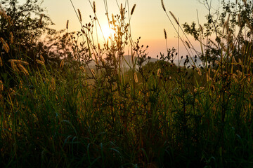 Obraz na płótnie Canvas Sun shines through tall grass at the morning