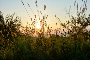 Obraz na płótnie Canvas Sunrise in the nature - Sun shines through tall grass