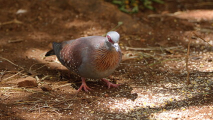 Speckled pigeon (Columba guinea) on the ground eating bird seed in a backyard in Pretoria, South Africa