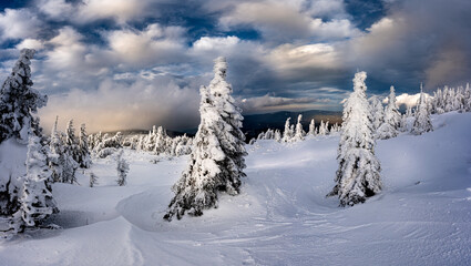 winter forest in the mountains