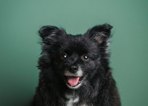 Black dog