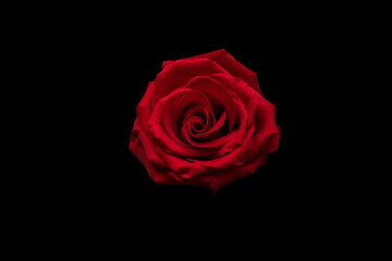 Beautiful red rose on the black background | PNG