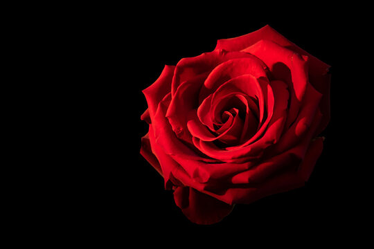 Beautiful red rose on the black background | PNG