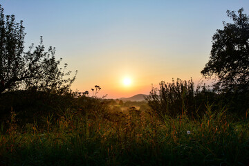 Meadow in green nature at sunrise