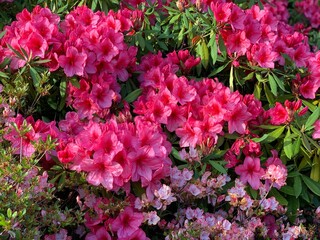 Pink Rhododendrons Oregon Coast Spring
