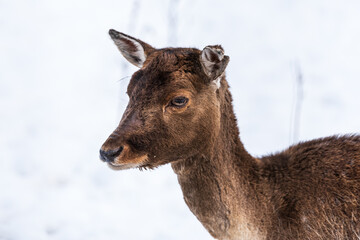 Fallow deer (dama dama) in winter day.