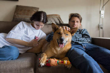 portrait of a dog against the background of the owners
