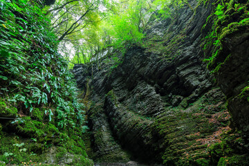 Fototapeta premium pathway to Kozjak-Fall, lush green slopes full of fernes, Kobarid, Slovenia