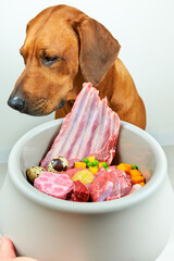 Dog and bowl of natural raw meat food. Dog's poor appetite. Dog refuse to eat. 