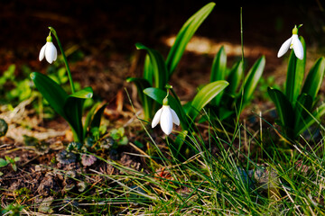 Front view of three snowdrops in the grass. White flowers. The first spring plants. The end of winter is approaching. In the garden. Lawn without snow. Green leaves.