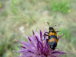  Clairon des abeilles (Trichodes apiarus) sur une fleur mauve 