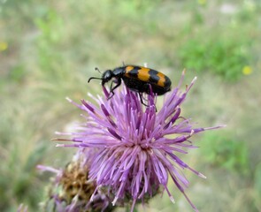 Bee beetle (Trichodes apiarus) on a Centaurea scabiosa