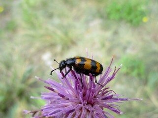 Clairon des abeilles (Tricodes apiarus) sur une centaurée scabieuse 