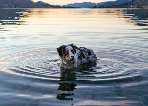 Aussie shepherd puppy in a lake