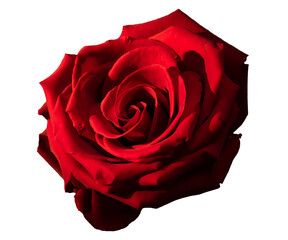 Beautiful red rose on the white background   PNG © Studio QUB