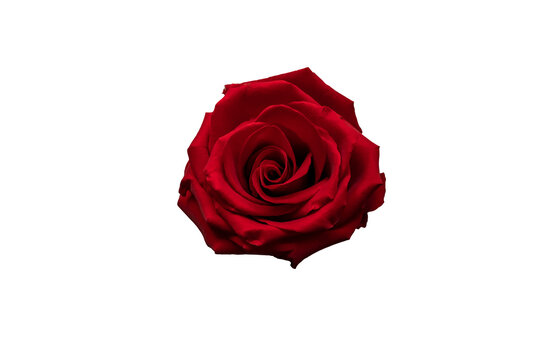 Beautiful red rose on the white background | PNG