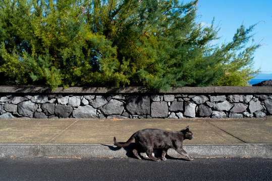 A black cat walking alongside the road