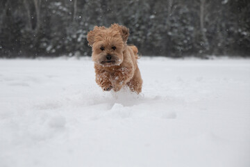 puppy in snow
