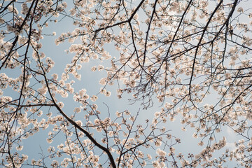 Cherry tree blossoming in spring garden