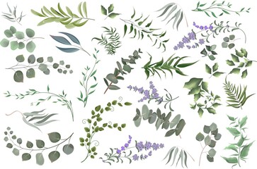Vector grass set. Eucalyptus, different plants and leaves, lavender.
