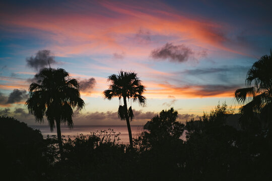 Palms against sunset sky near sea