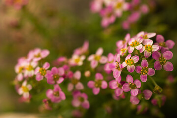 Close up of tiny pink flowers on a branch