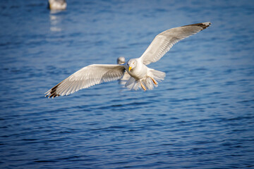 seagulls standing side by side on a groyne at the baltic sea