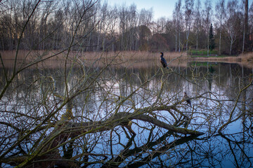 2cormorants lurking in the branches of a tree on the shore of a lake for prey