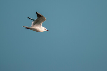 seagulls standing side by side on a groyne at the baltic sea