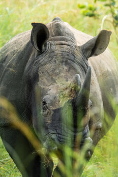 Wild white rhino in grassy terrain