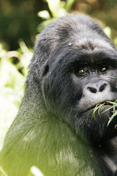 Endangered wild mountain gorilla face