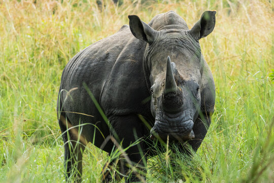 Wild white rhino in grassy terrain