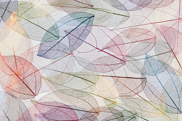 Seamless pattern of veined transparent leaves