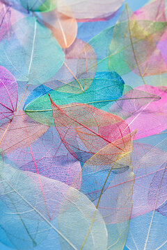 Natural backdrop of transparent colorful leaves