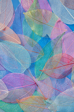 Detailed pattern of transparent multicolored leave