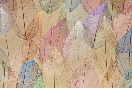 Creative backdrop of transparent multicolored leaves