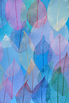 Colorful background of transparent veined leaves