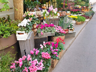 A variety of flowers are found at the entrance to a flower shop on a city street.