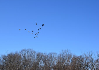 Birds flock