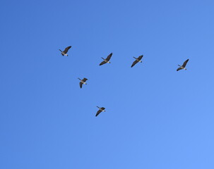Birds flock