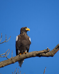 american bald eagle