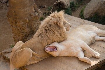 A lazy couple of white South African lions is enjoying the moment.