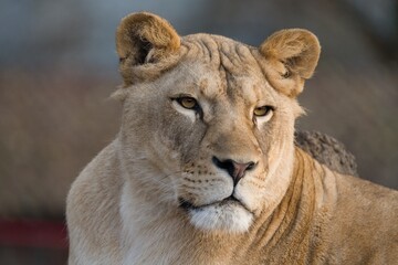 A female of white South African lion is looking into the distance.