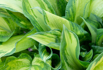 Obraz premium Hosta (Latin Hosta) is a perennial herbaceous plant of the Asparagus family