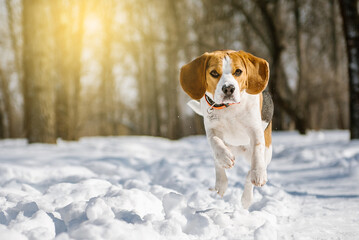 Beagle dog runs and plays in the winter forest on a Sunny frosty day