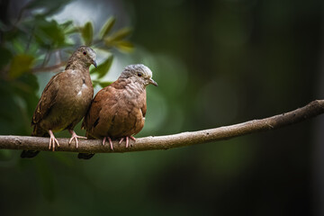 Rolinha-roxa (Casal)